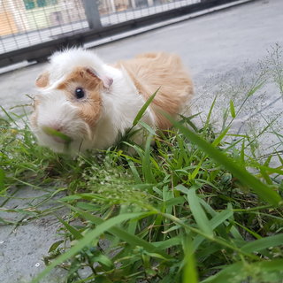 Pig Pig - Guinea Pig Small & Furry