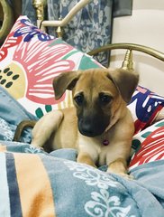 Luna has the sweetest bedside manner