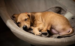 Lucy sleeping and dreaming in a baby's rocker