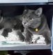 Russian Blue Colour Cats For Adoption - Russian Blue + Domestic Medium Hair Cat