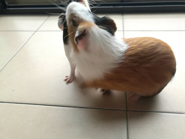 Lovely Guinea Pig Male And Female - Guinea Pig Small & Furry