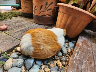 Lovely Guinea Pig Male And Female - Guinea Pig Small & Furry