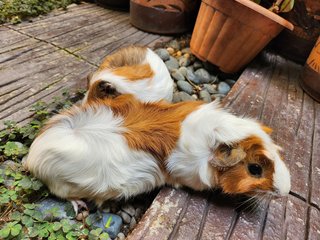 Lovely Guinea Pig Male And Female - Guinea Pig Small & Furry