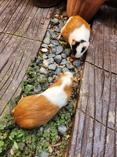 Lovely Guinea Pig Male And Female - Guinea Pig Small & Furry