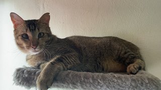 Speedy (Fast And Furious Kitty) - Domestic Medium Hair + Domestic Short Hair Cat