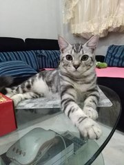 Mao - American Shorthair Cat