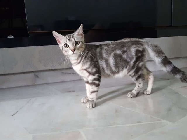 Mao - American Shorthair Cat