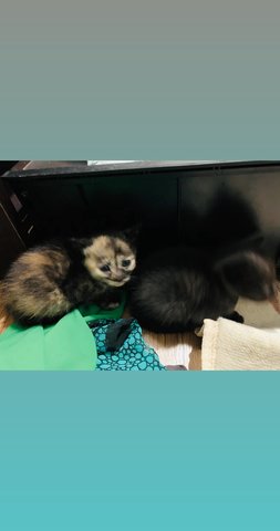 Sophie &amp; Kittens - Siamese + Domestic Medium Hair Cat