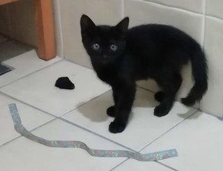 Toothless - Domestic Short Hair Cat