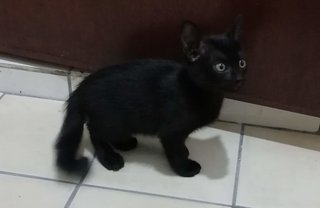 Toothless - Domestic Short Hair Cat