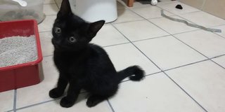 Toothless - Domestic Short Hair Cat