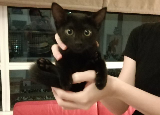 Toothless - Domestic Short Hair Cat