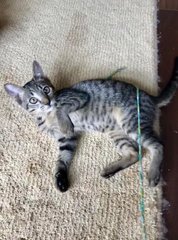 Thad (Now Luca) - Domestic Short Hair + Tabby Cat