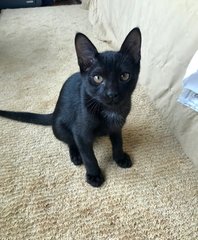 Jordan (Now Teddy) - Domestic Short Hair Cat