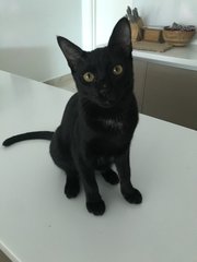 Jordan (Now Teddy) - Domestic Short Hair Cat