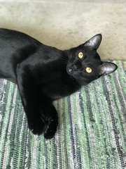 Jordan (Now Teddy) - Domestic Short Hair Cat