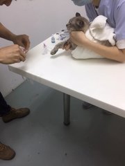 taken blood for virus test(FeLV and FIV)