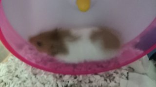 El - Syrian / Golden Hamster Hamster