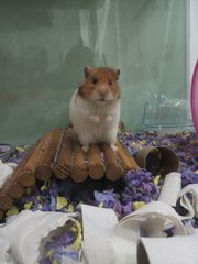 El - Syrian / Golden Hamster Hamster