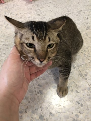 Winner - Domestic Short Hair Cat