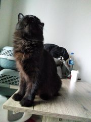 Shadow - Domestic Short Hair + Domestic Long Hair Cat