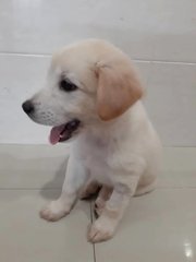 Snowy - Mixed Breed Dog