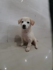 Snowy - Mixed Breed Dog