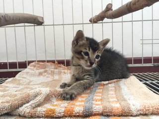 Ollie - Domestic Short Hair + Tabby Cat