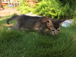 Ollie - Domestic Short Hair + Tabby Cat