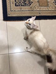 Princess - Persian + Domestic Medium Hair Cat