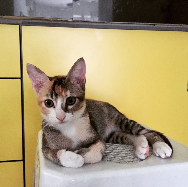 Mia - Calico + Domestic Short Hair Cat