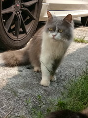 Loura - Persian Cat