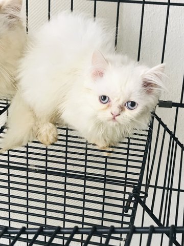 PF96109 - Persian + Domestic Long Hair Cat