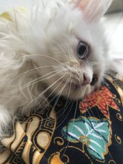 PF96109 - Persian + Domestic Long Hair Cat