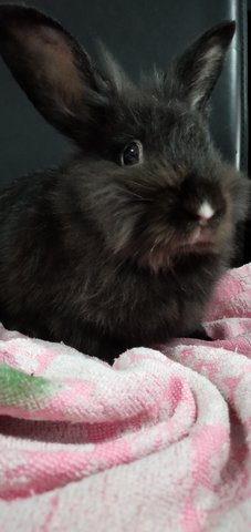 Midnight - Lionhead Rabbit