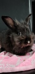 Midnight - Lionhead Rabbit