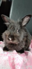 Midnight - Lionhead Rabbit