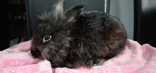 Midnight - Lionhead Rabbit