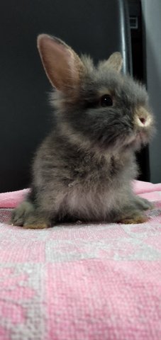 PF96115 - Lionhead + Angora Rabbit Rabbit