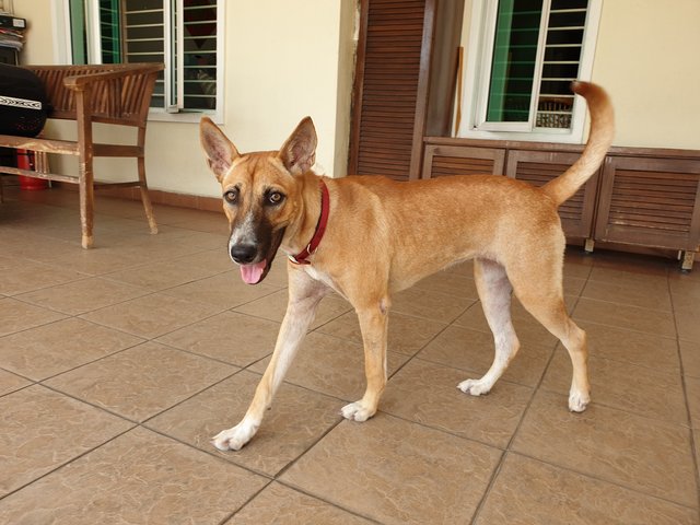 Lucky - Mixed Breed Dog