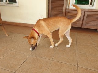 Lucky - Mixed Breed Dog