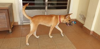 Lucky - Mixed Breed Dog