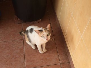 Mica - Domestic Short Hair Cat