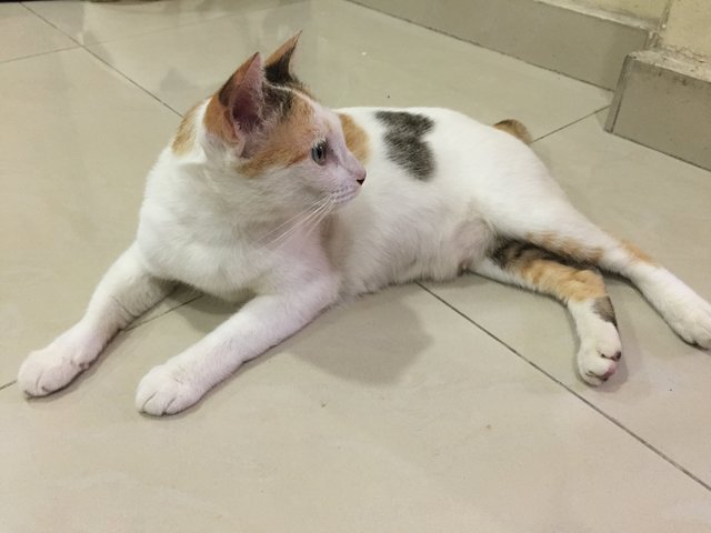 Mica - Domestic Short Hair Cat