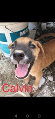 Calvin - Mixed Breed Dog