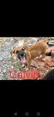 Calvin - Mixed Breed Dog