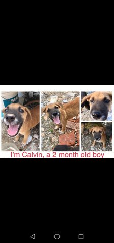 Calvin - Mixed Breed Dog