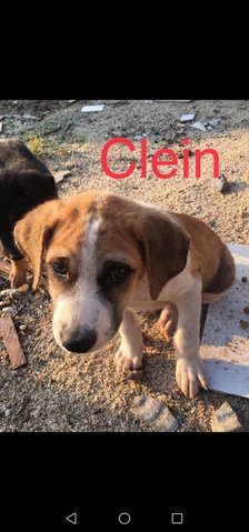 Clein - Mixed Breed Dog