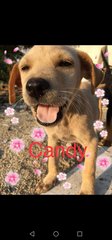 Candy - Mixed Breed Dog