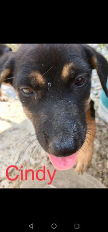 Cindy - Mixed Breed Dog